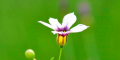 庭心花